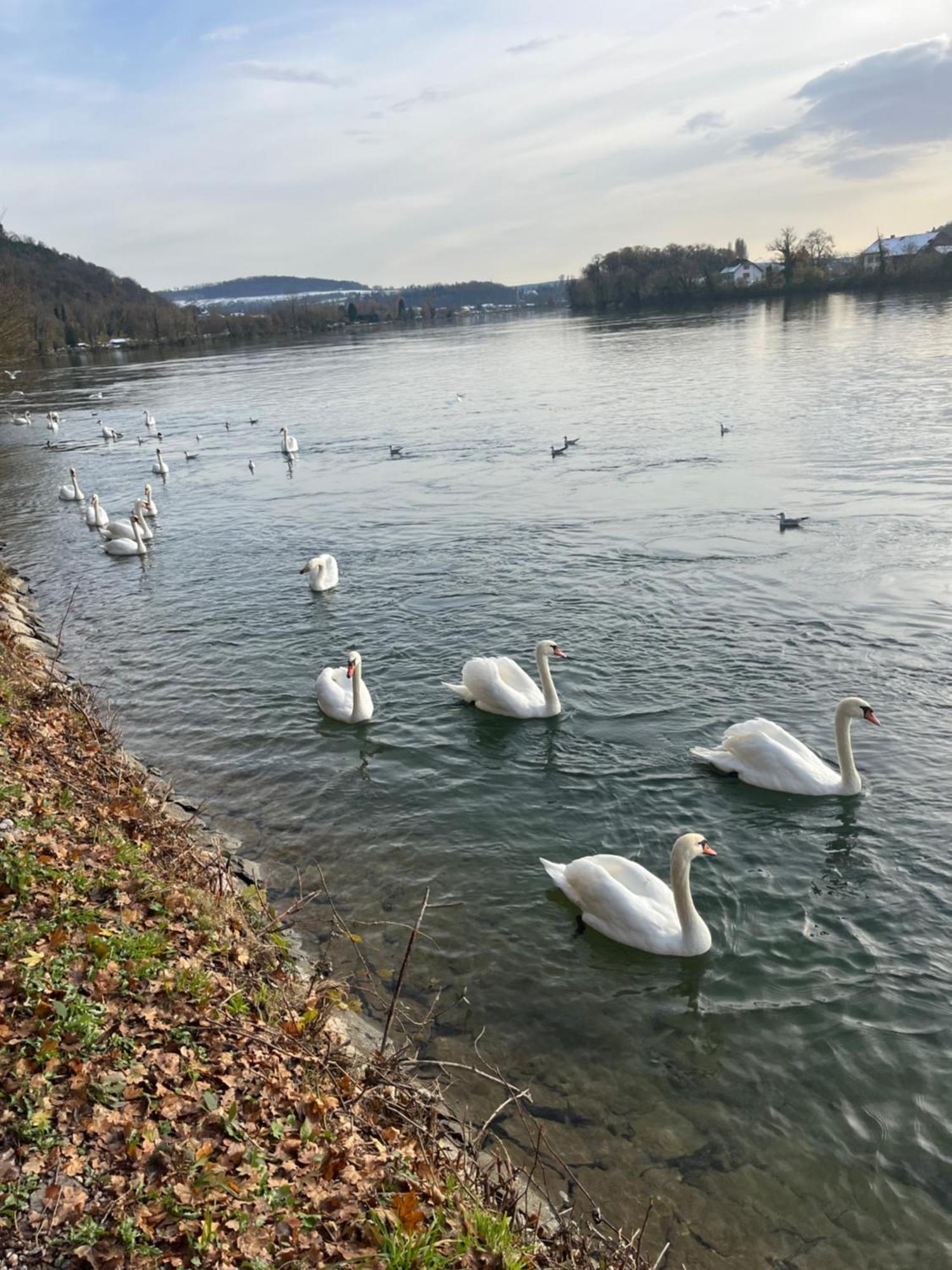 Waldshut -Kaiser55 Exteriér fotografie